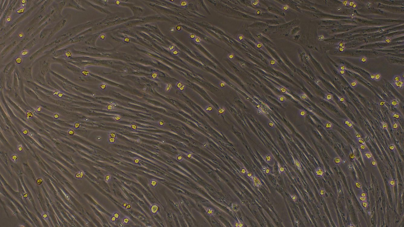 Primary Canine Splenic Fibroblasts (SF)