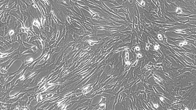 Primary Rat Splenic Fibroblasts (SF)