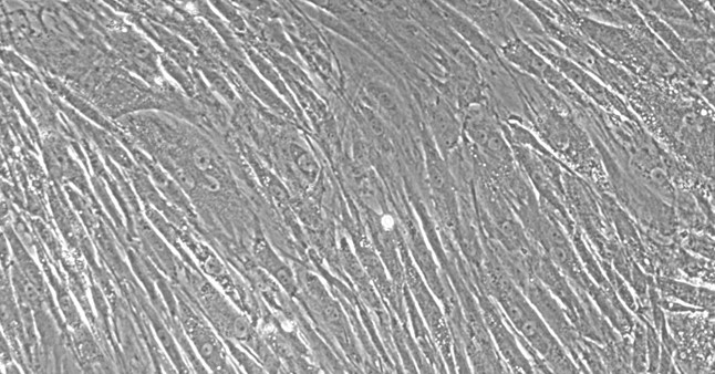 Primary Rabbit Splenic Fibroblasts (SF)