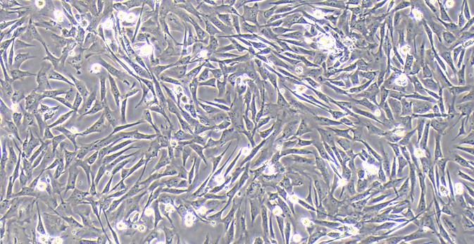 Primary Canine Cardiac Fibroblasts (CF)