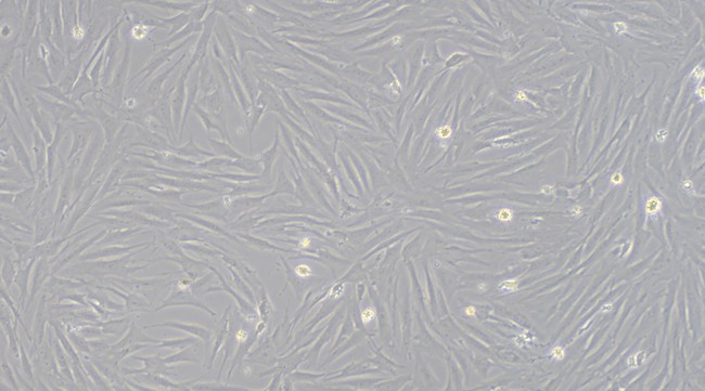 Primary Porcine Cardiac Fibroblasts (CF)