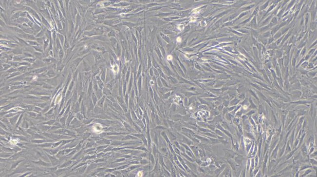 Primary Rat Mammary Fibroblasts (MF)
