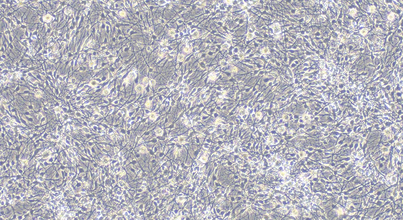 Primary Canine Hippocampal Neuron Cells  (HNC)