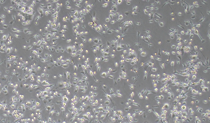 Primary Rat Hippocampal Neuron Cells (HNC)