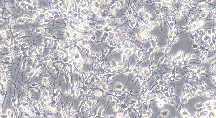Primary Mouse Brain Stem Neuron Cells (BSNC)