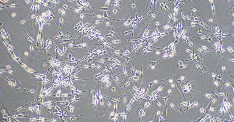 Primary Rat Brain Stem Neuron Cells (BSNC)