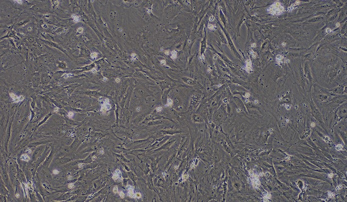 CSI099Rb01.jpg