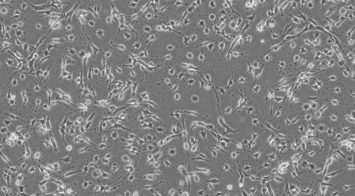 Primary Rabbit Midbrain Neuron Cells (MNC)