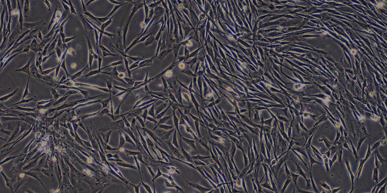 Primary Canine Osteoblasts (OB)