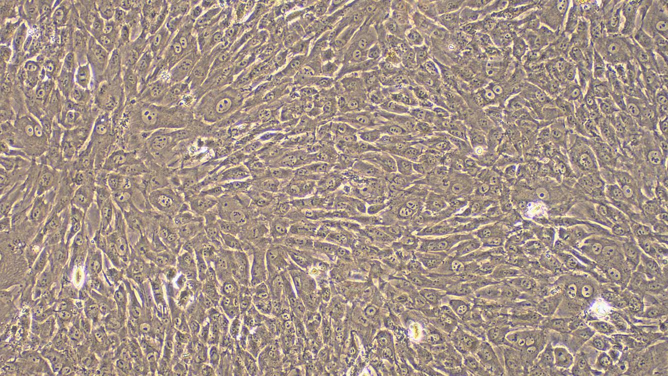 Primary Rabbit Osteoblasts (OB)