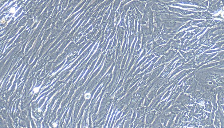 Primary Rabbit Skeletal Muscle Satellite Cells (SMSC)