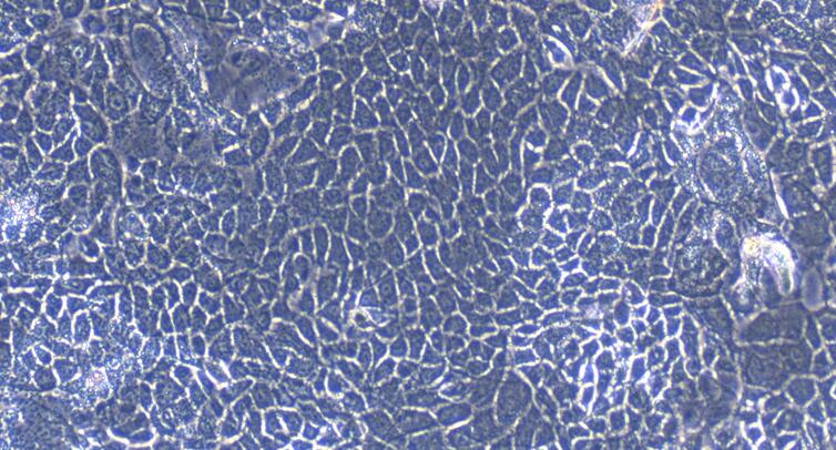 Primary Rabbit Esophageal Epithelial Cells (EEC)