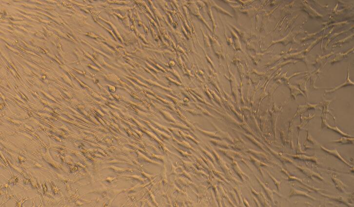 Primary Canine Esophageal Fibroblasts (EF)