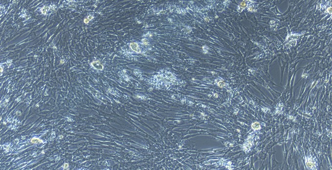 Primary Canine Colonic Smooth Muscle Cells (CSMC)