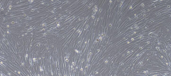 Primary Canine Esophageal Smooth Muscle Cells (ESMC)