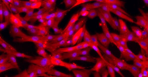 Primary Canine Gastric Smooth Muscle Cells (GSMC)