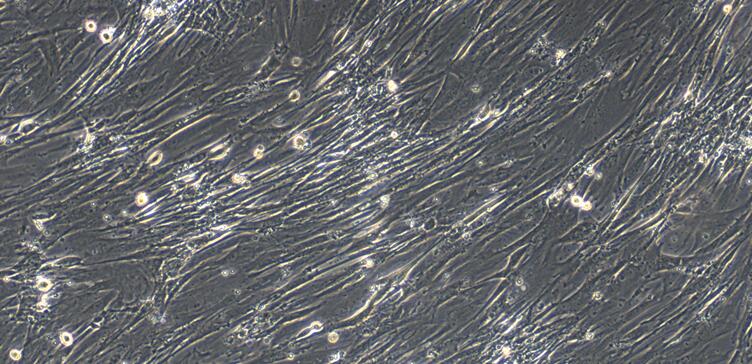 Primary Rat Gastric Smooth Muscle Cells (GSMC)