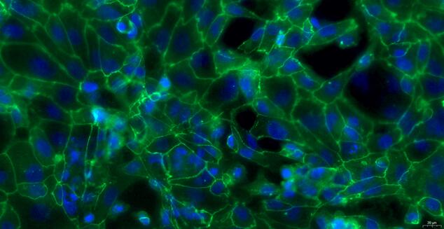 Primary Canine Cervical Epithelial Cells (CrEC)