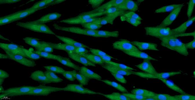 Primary Canine Sertoli Cells (SEC)