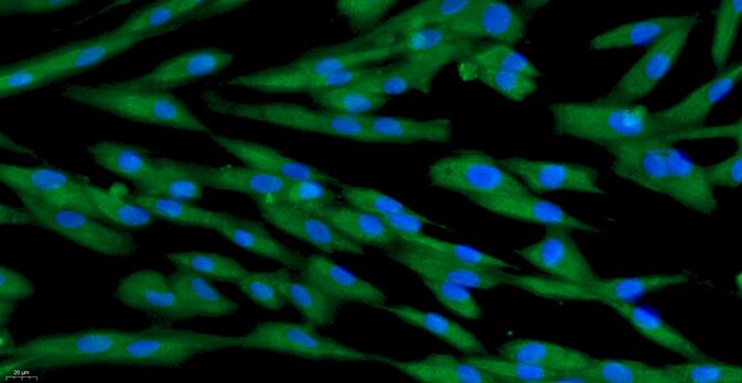 Primary Canine Sertoli Cells (SEC)