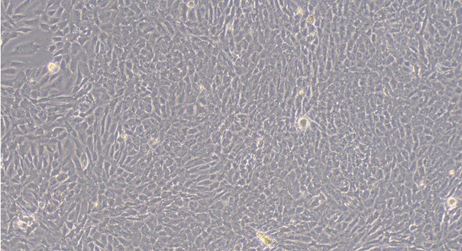 Primary Feline Nucleus Pulposus Cells (NPC)