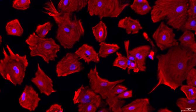 Primary Rabbit Nucleus Pulposus Cells (NPC)