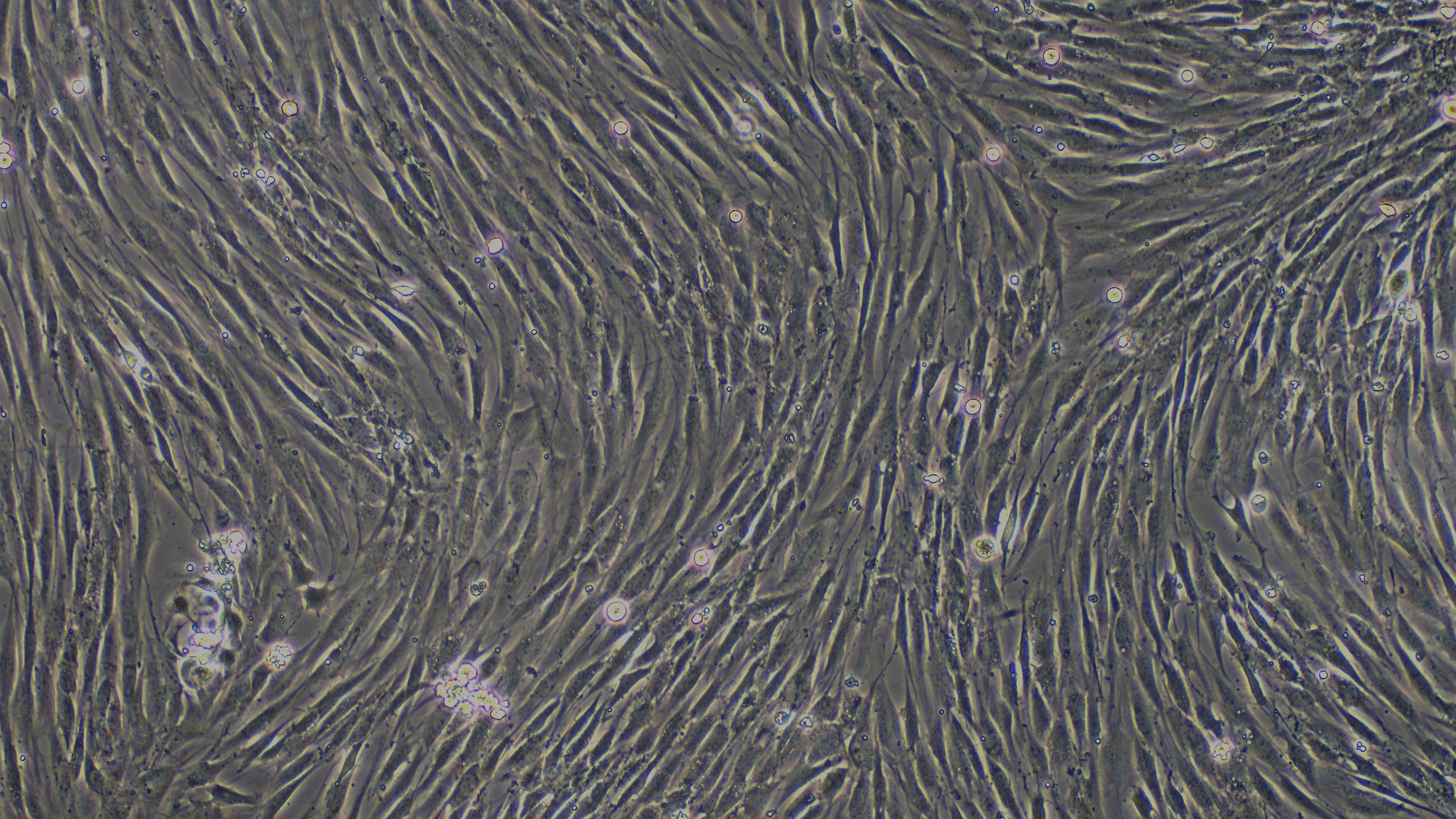 Primary Canine Synovial Cells (SYC)