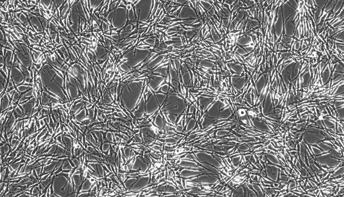 Primary Feline Synovial Cells (SYC)