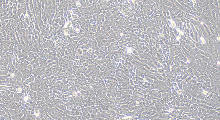 Primary Canine Thymic Epithelial Cells (TEC)