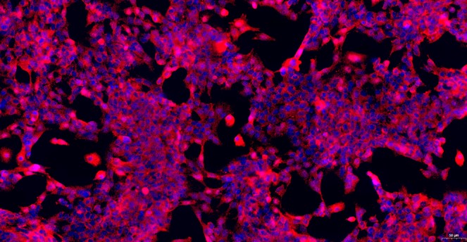 Primary Rat Thymic Epithelial Cells (TEC)