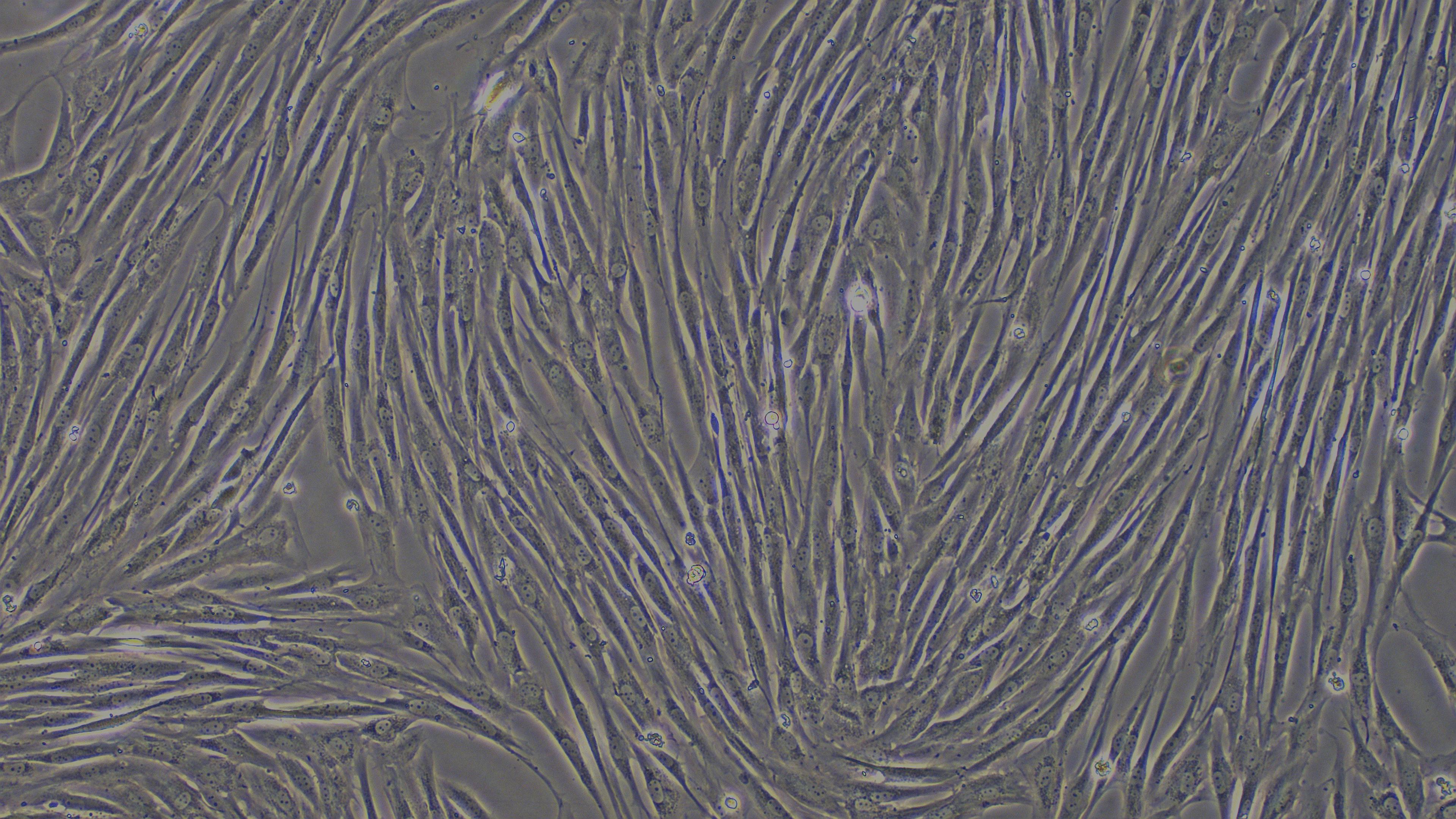 CSI119Ca01.jpg