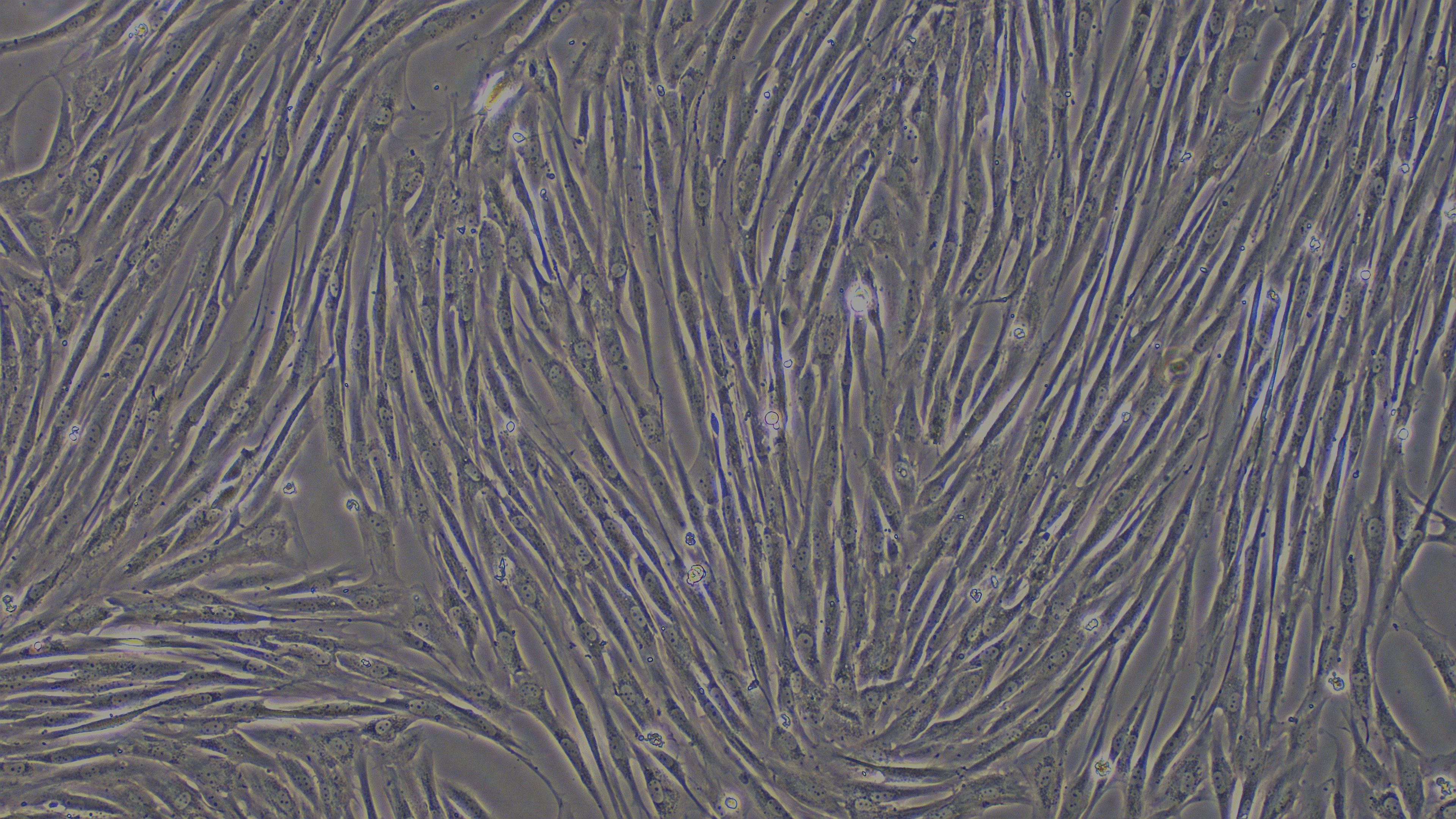 Primary Canine Leydig Cells (LC)