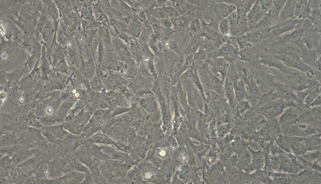 Primary Mouse Leydig Cells (LC)
