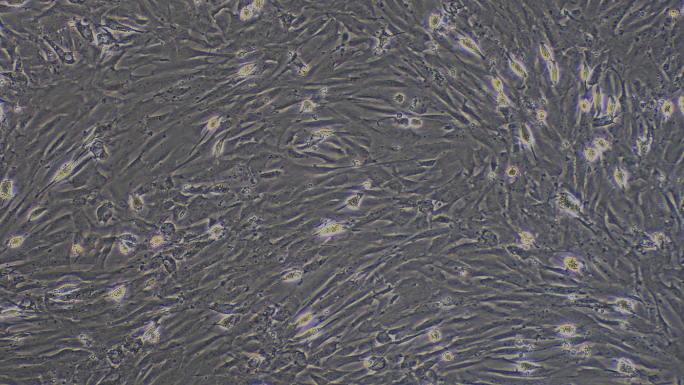 Primary Rat Leydig Cells (LC)
