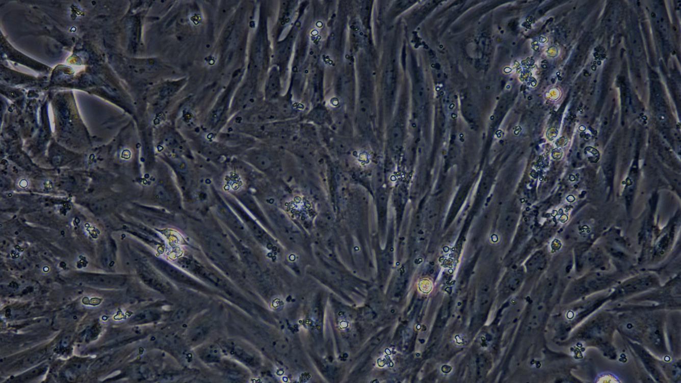 Primary Rabbit Leydig Cells (LC)