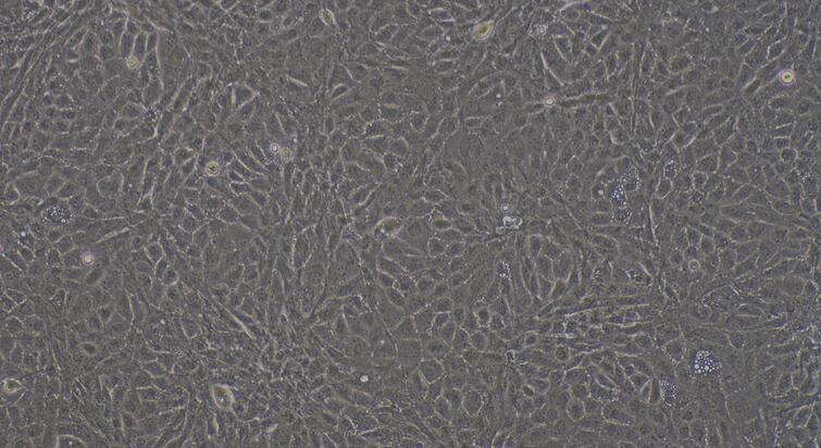 Primary Mouse Testicular Endothelial Cells (TEC)