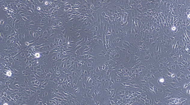 Primary Canine Adipose Microvascular Endothelial Cells (AMEC)