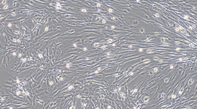 Primary Canine Brain Vascular Pericytes (BVP)