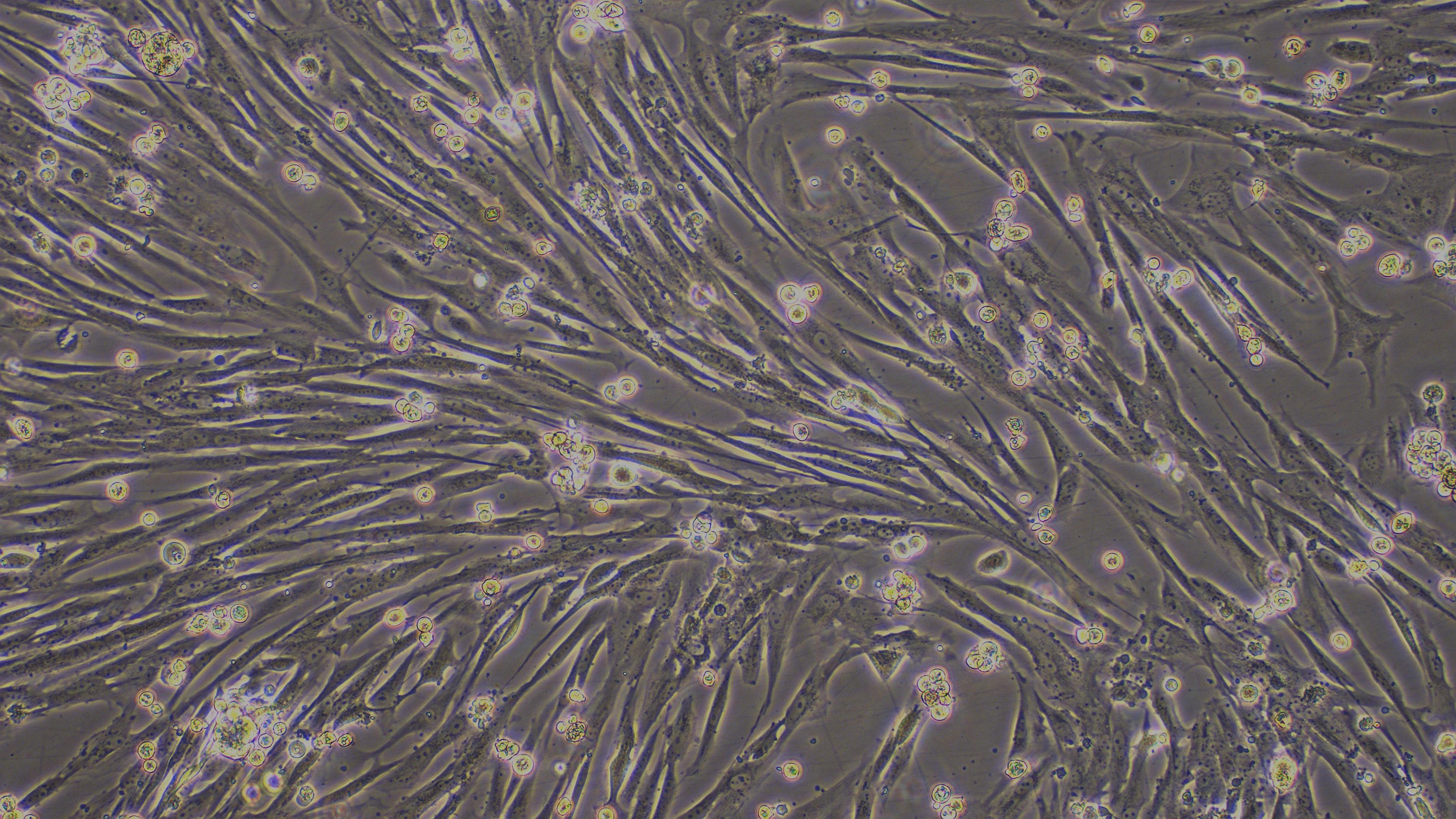 Primary Canine Ovarian Fibroblasts (OF)