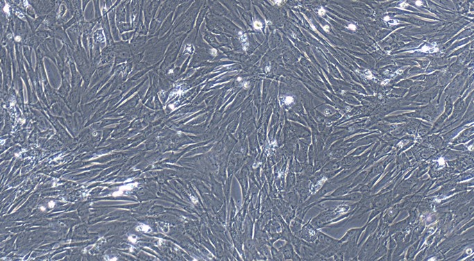 Primary Feline Ovarian Fibroblasts (OF)