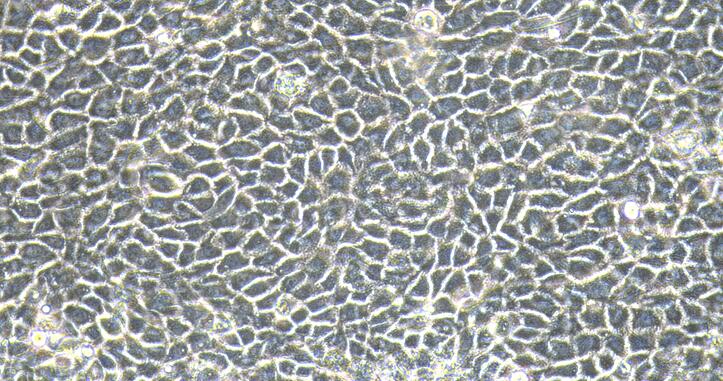 Primary Caprine Small Airway Epithelial Cells (SAEC)