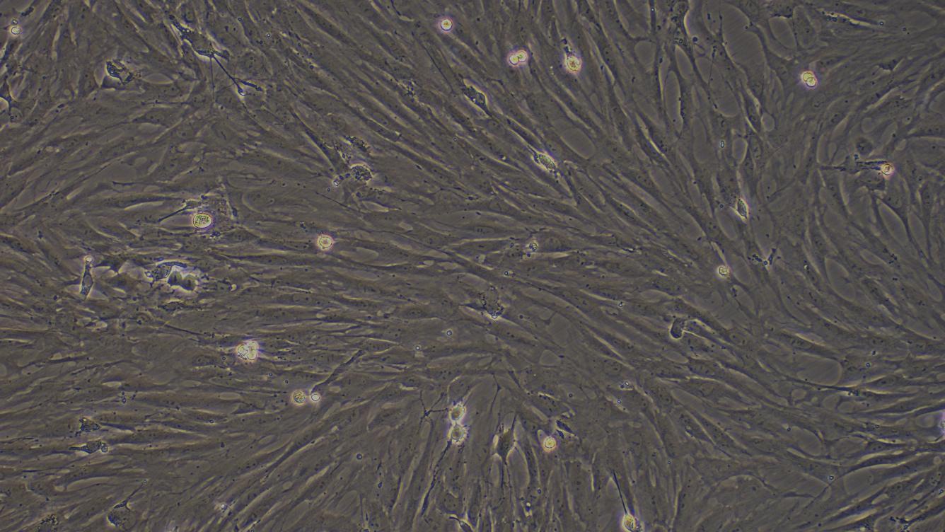 Primary Rat Prostate Fibroblasts (PF)