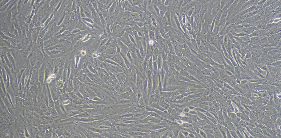 Primary Rabbit Retinal Pigment Epithelial Cells (RPEC)