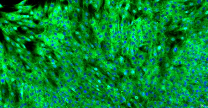 Primary Canine Gingival Fibroblasts (GF)