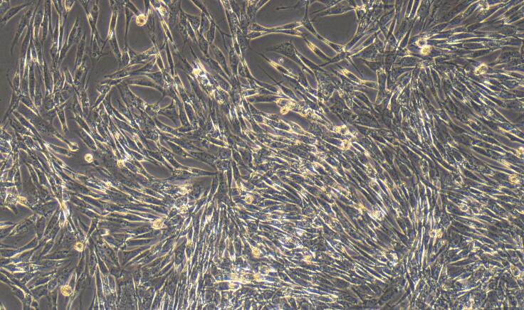 Primary Canine Pericardial Fibroblasts (PF)