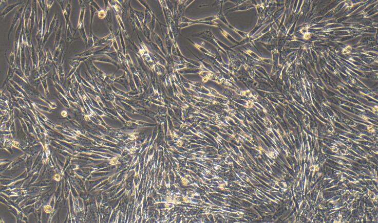 Primary Canine Pericardial Fibroblasts (PF)