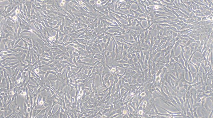 Primary Porcine Pericardial Fibroblasts (PF)