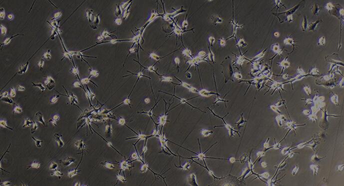 Primary Mouse Oligodendrocyte Precursor Cells (OPC)