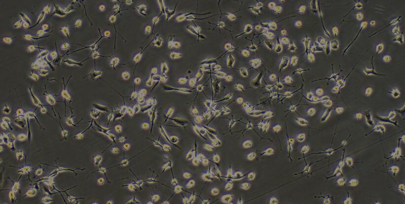 Primary Rat Oligodendrocyte Precursor Cells (OPC)