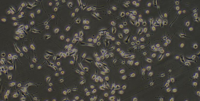 Primary Rat Oligodendrocyte Precursor Cells (OPC)